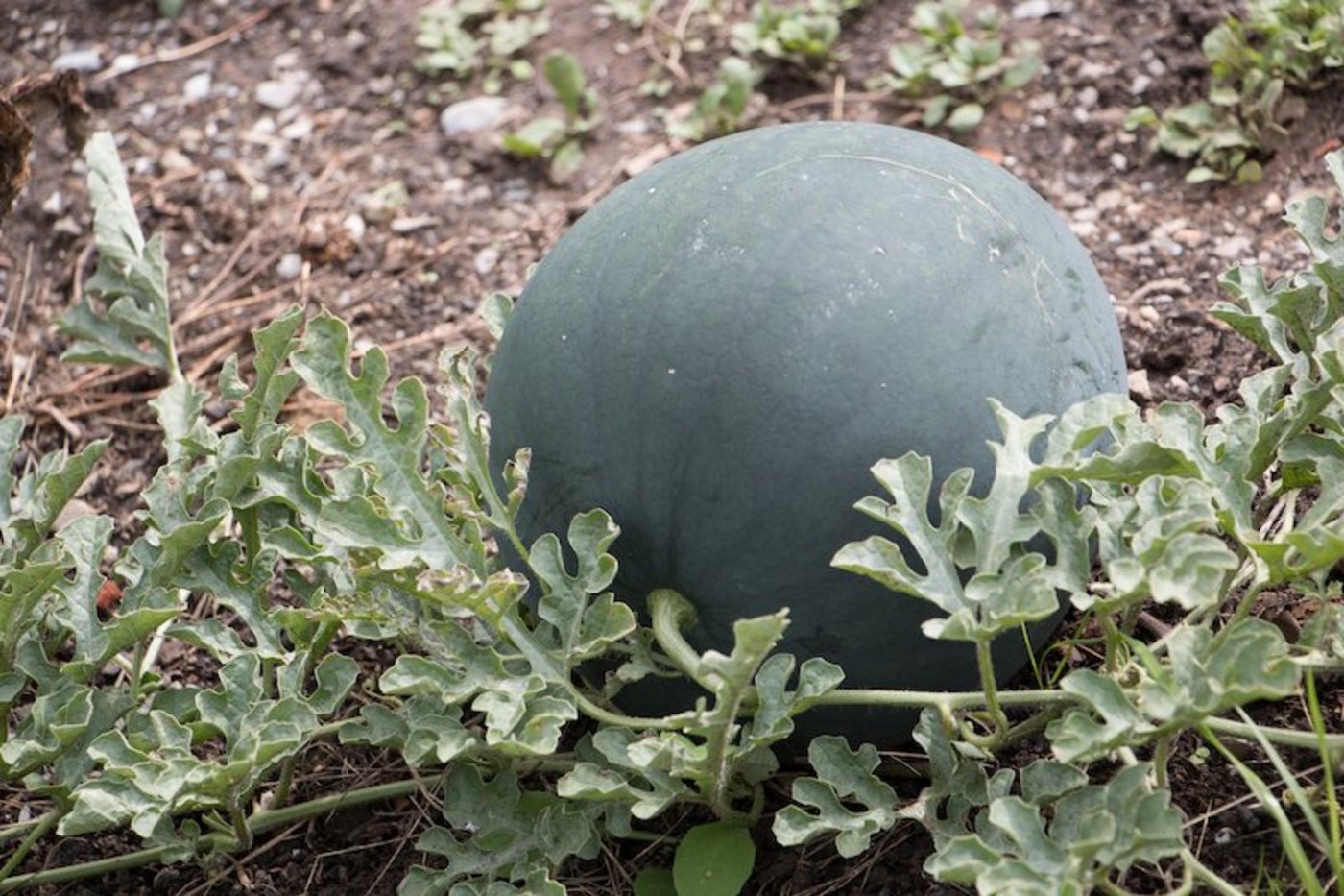 Früher waren Wassermelonen eher exotisch in Schweizer Gärten, inzwischen baut sie die Autorin mit Erfolg im Freiland an. (Bilder Evelin eDudda)