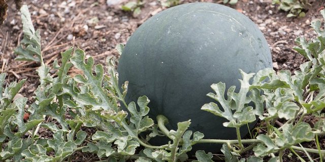 Früher waren Wassermelonen eher exotisch in Schweizer Gärten, inzwischen baut sie die Autorin mit Erfolg im Freiland an. (Bilder Evelin eDudda)