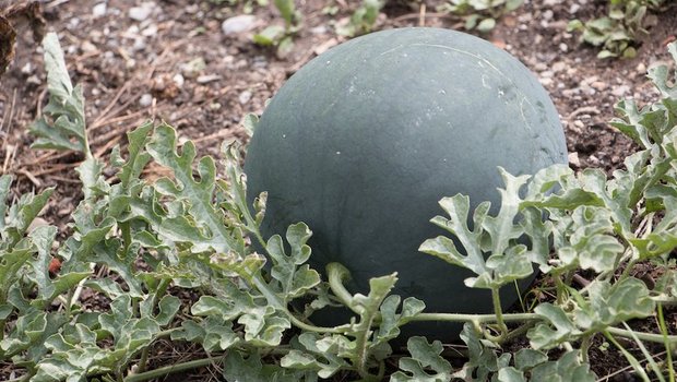 Früher waren Wassermelonen eher exotisch in Schweizer Gärten, inzwischen baut sie die Autorin mit Erfolg im Freiland an. (Bilder Evelin eDudda)