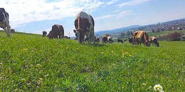 Nach wie vor stammt der grösste Teil der landwirtschaftlichen Treibhausgasemissionen aus der Rindvieh-Haltung. In anderen Bereich gab es aber einen leichten Rückgang des Ausstosses. (Bild jsc) 