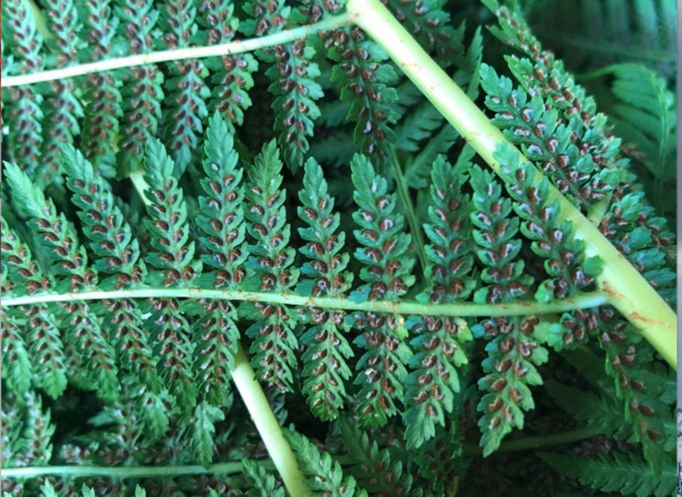 Die Drogistin Michelle Krügel empfiehlt Farnbüschel zur Fliegenbekämpfung. Die in Vergessenheit geratene Pflanze ist meist überall zu finden und hilft, Fliegen und Bremsen zu vertreiben. (Bild: Michelle Krügel)