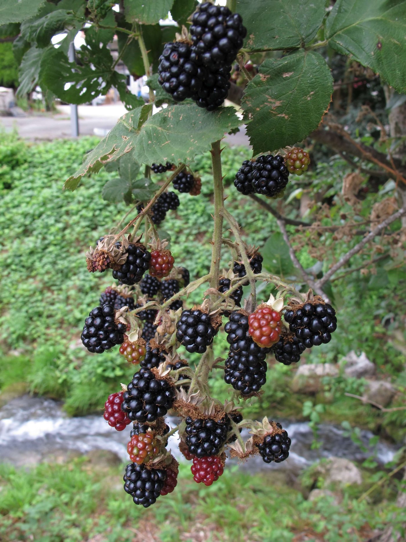 Die Früchte sind ebenfalls besonders gross und essbar.