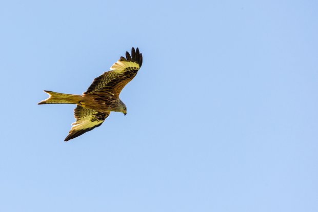 In der Schweiz gibt es viele, aber nicht zu viele Rotmilane Ein Rotmilan bei der Beutesuche: Da der Greifvogel ein Aasfresser ist, hält er nach toten oder verletzten Tieren Ausschau. (Archivbild BauZ)