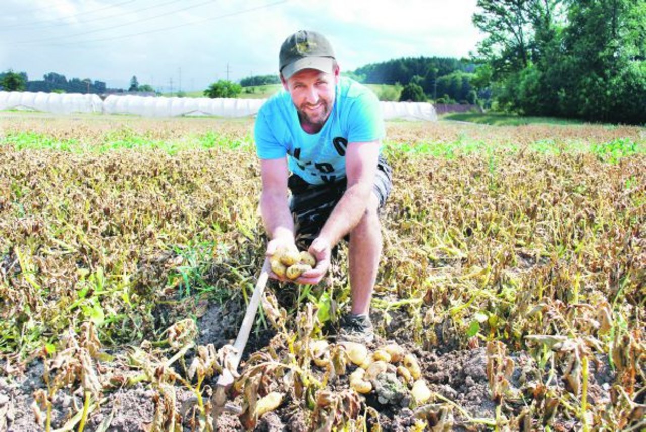 Kartoffelproduzent Markus Fuchs aus Gempenach FR macht für die BauernZeitung eine Probegrabung bei seinen Frühkartoffeln. (Bild Peter Fankhauser)