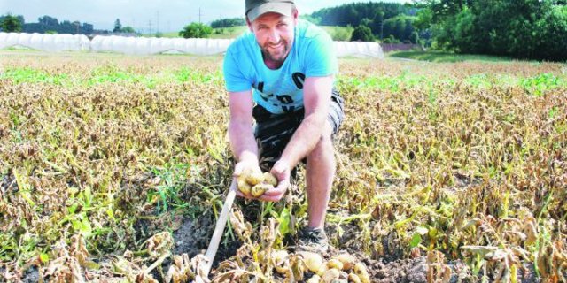 Kartoffelproduzent Markus Fuchs aus Gempenach FR macht für die BauernZeitung eine Probegrabung bei seinen Frühkartoffeln. (Bild Peter Fankhauser)