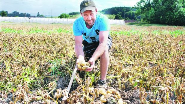 Kartoffelproduzent Markus Fuchs aus Gempenach FR macht für die BauernZeitung eine Probegrabung bei seinen Frühkartoffeln. (Bild Peter Fankhauser)