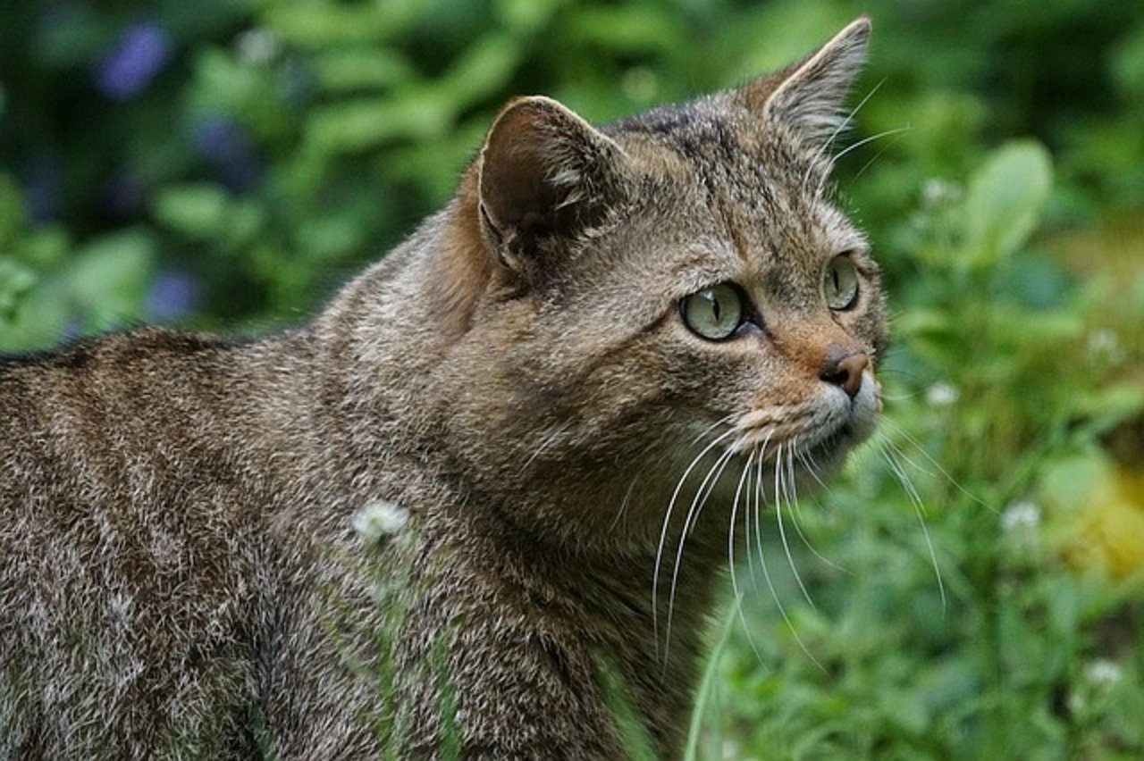 Die europäische Wildkatze wurde bereits im vergangenen März im Rahmen des Luchs-Monitorings fotografiert. (Bild Pixabay)