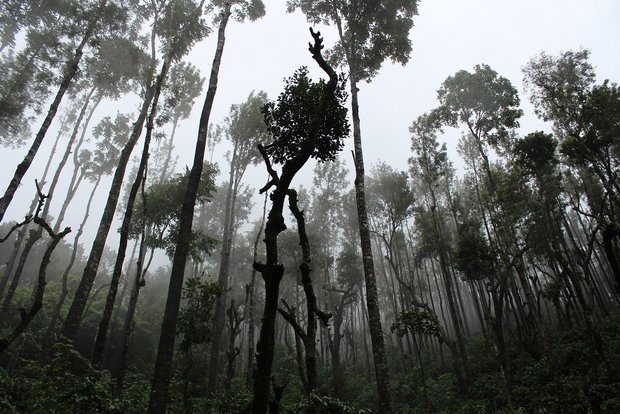 Neben der industriellen Landwirtschaft wird auch die Abholzung in den Mercosur-Staaten kritisiert. (Symbolbild Pixabay)