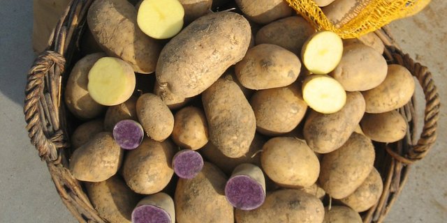 Blaue St. Galler und herkömmliche Kartoffeln. (Bild: Paul Brühwiler)