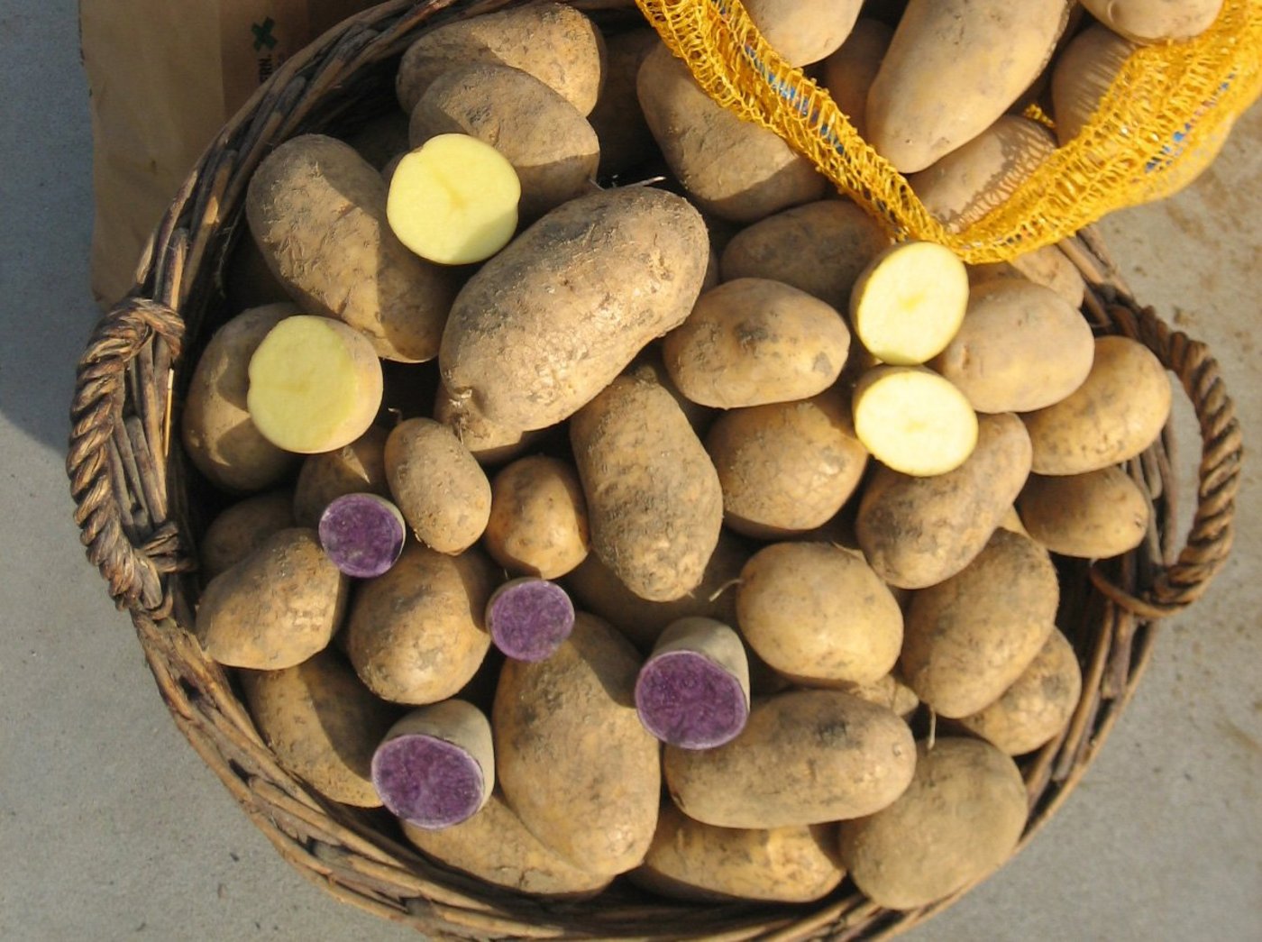 Blaue St. Galler und herkömmliche Kartoffeln. (Bild: Paul Brühwiler)