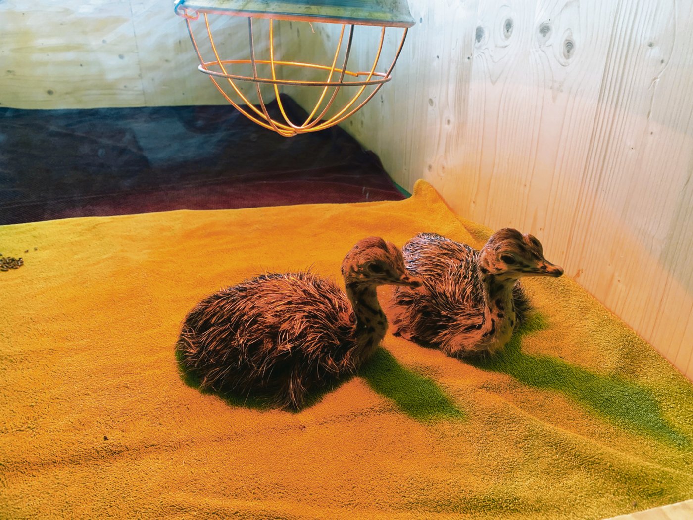 Die beiden Küken auf dem Bild links sind gerade mal drei Tage alt und noch unsicher auf den Beiden. Die beiden drei Wochen alten Babys (rechts) erkunden bereits ihr Gehege.