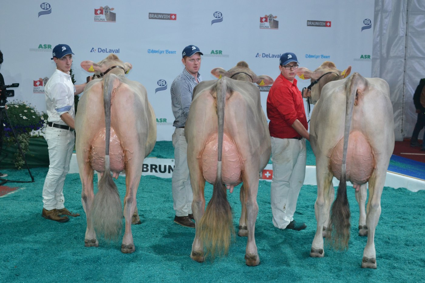 Schöneuterwahl (v. l. n. r.): Reserve: Zumbühls BS Jongleur Jamajka von Marcel Zumbühl aus Thunstetten BE; Champion: Hofstetters Biver Beverly von Josef Hofstetter aus Entelebuch LU und die Drittplatzierte Rofflers Fantastic Ternova von Thoams Roffler aus Grüsch GR.