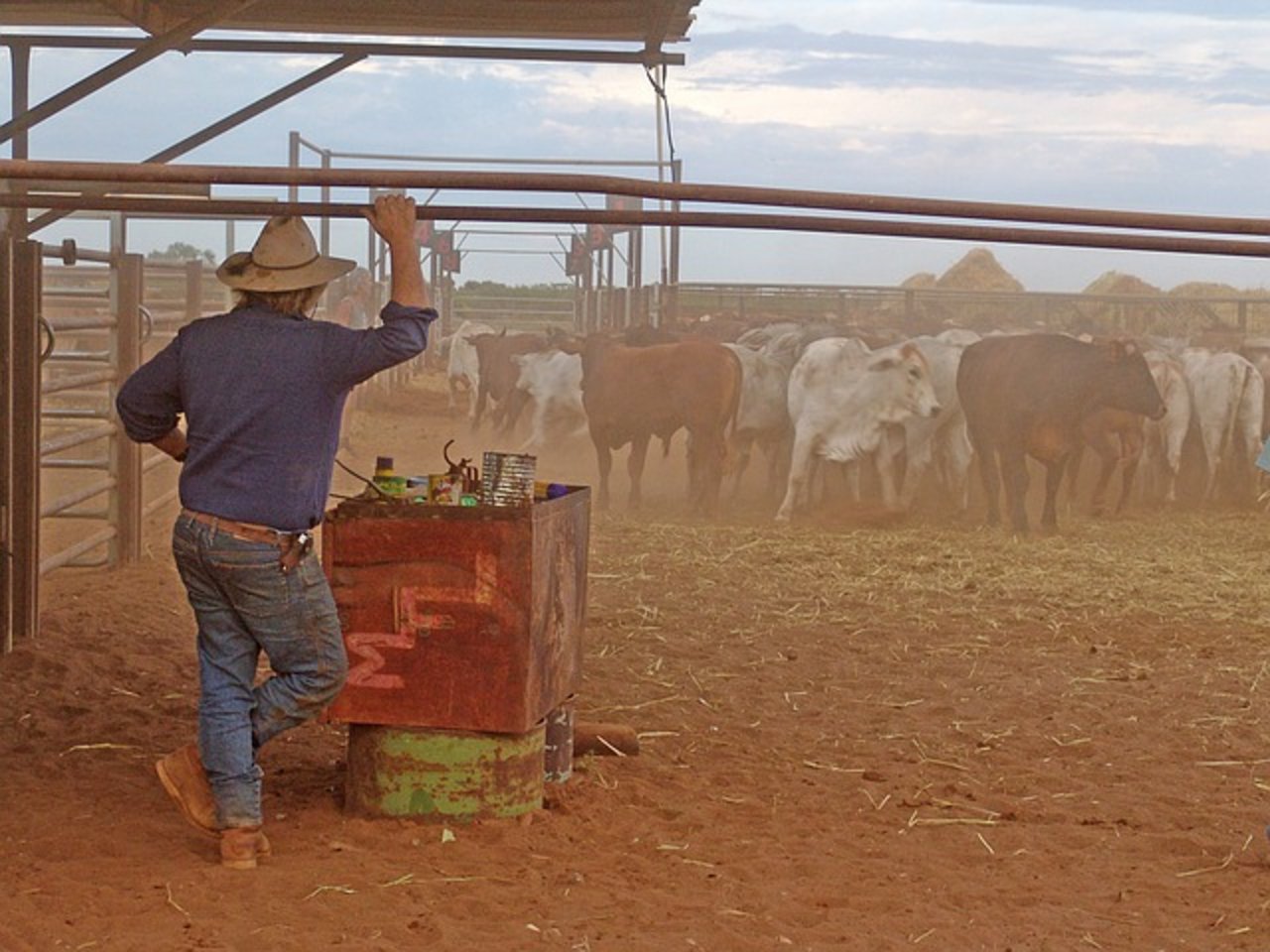 Die Bestände in der australische Rinderzucht sinken drastisch. (Bild Pixabay)