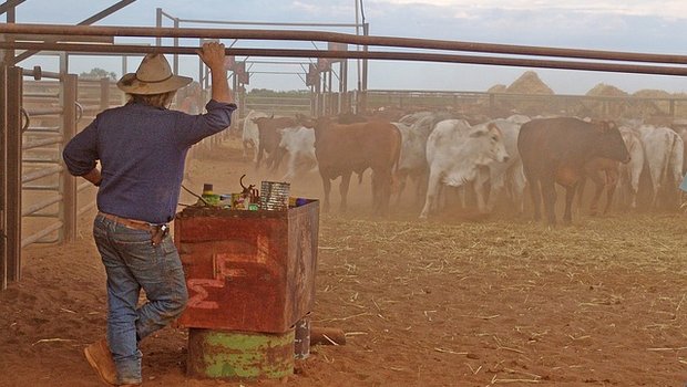 Die Bestände in der australische Rinderzucht sinken drastisch. (Bild Pixabay)