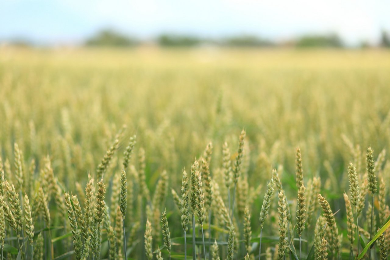 Weizen mag es eher kühl, Mais verträgt die Hitze besser. (Bild Pixabay)