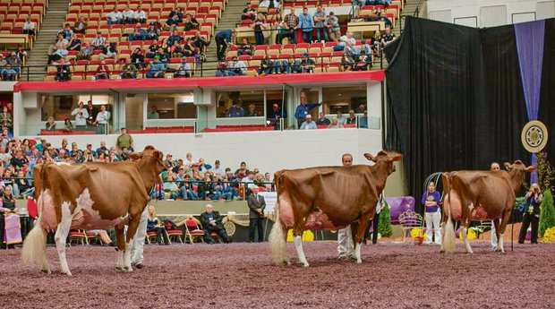 Die Arbeitsgemeinschaft Schweizer Rinderzüchter verbietet Klontiere an Ausstellungen Ein Bild, das in der Schweiz verboten ist. Apple (Mitte) an der Red-Holstein-Schau in Madison USA, hinter ihrem Klon Apple 3 und vor ihrer Tochter Candy Apple. (Bild Christine Massfeller, Holstein International)