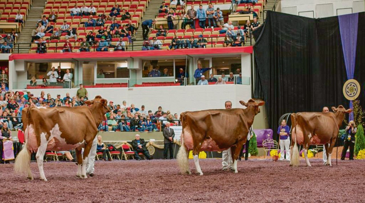 Ein Bild, das in der Schweiz verboten ist. Apple (Mitte) an der Red-Holstein-Schau in Madison USA, hinter ihrem Klon Apple 3 und vor ihrer Tochter Candy Apple. (Bild Christine Massfeller, Holstein International)