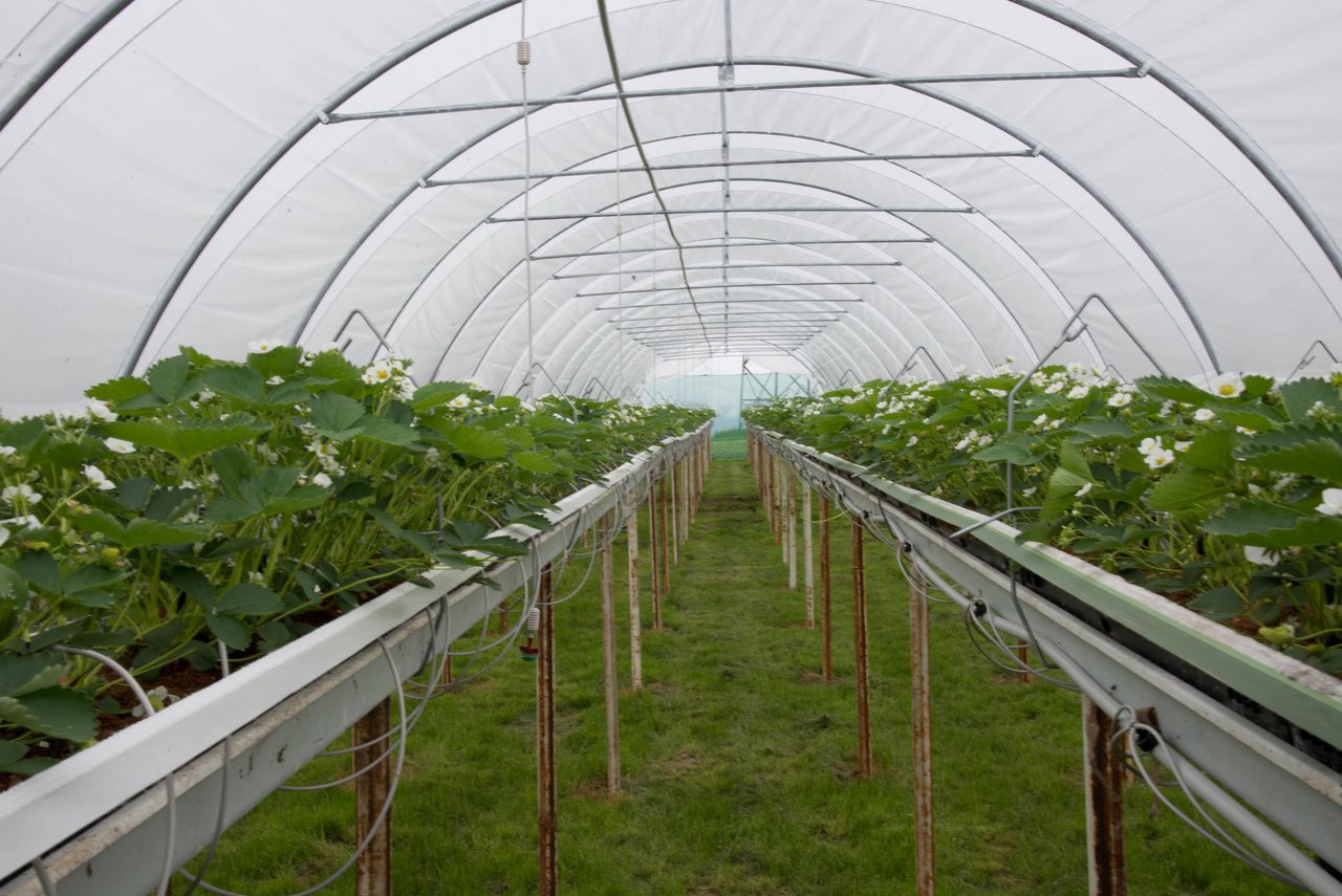 Geschützter Anbau von Erdbeeren im Folientunnel und auf Rinnen. (Bild David Eppenberger) 