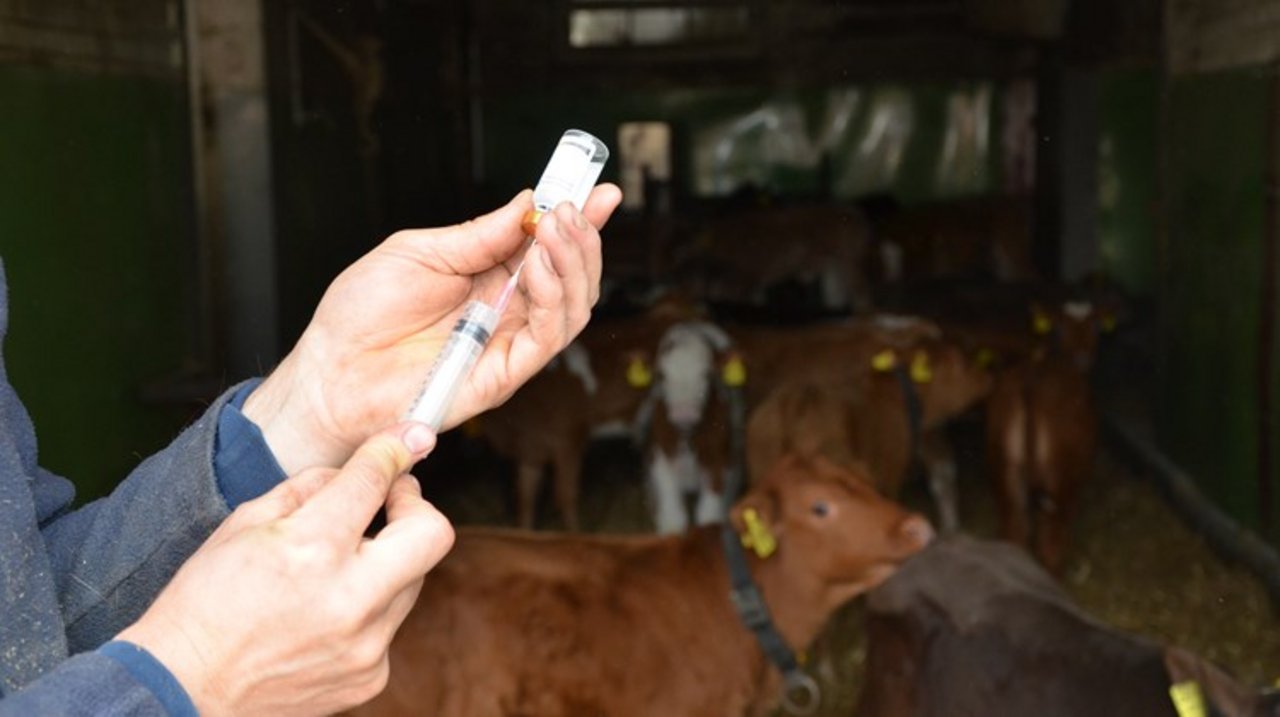 Nicht nur Antibiotika, sondern auch Antiparasitika und Hormonpräparate aus Frankreich wurden von Schweizer Landwirten gekauft. (Symbolbild Aline Küenzi)