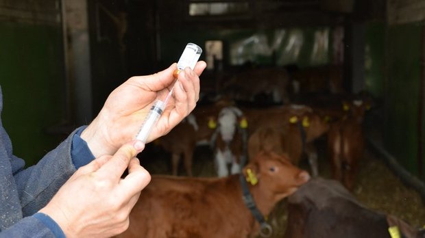 Nicht nur Antibiotika, sondern auch Antiparasitika und Hormonpräparate aus Frankreich wurden von Schweizer Landwirten gekauft. (Symbolbild Aline Küenzi)
