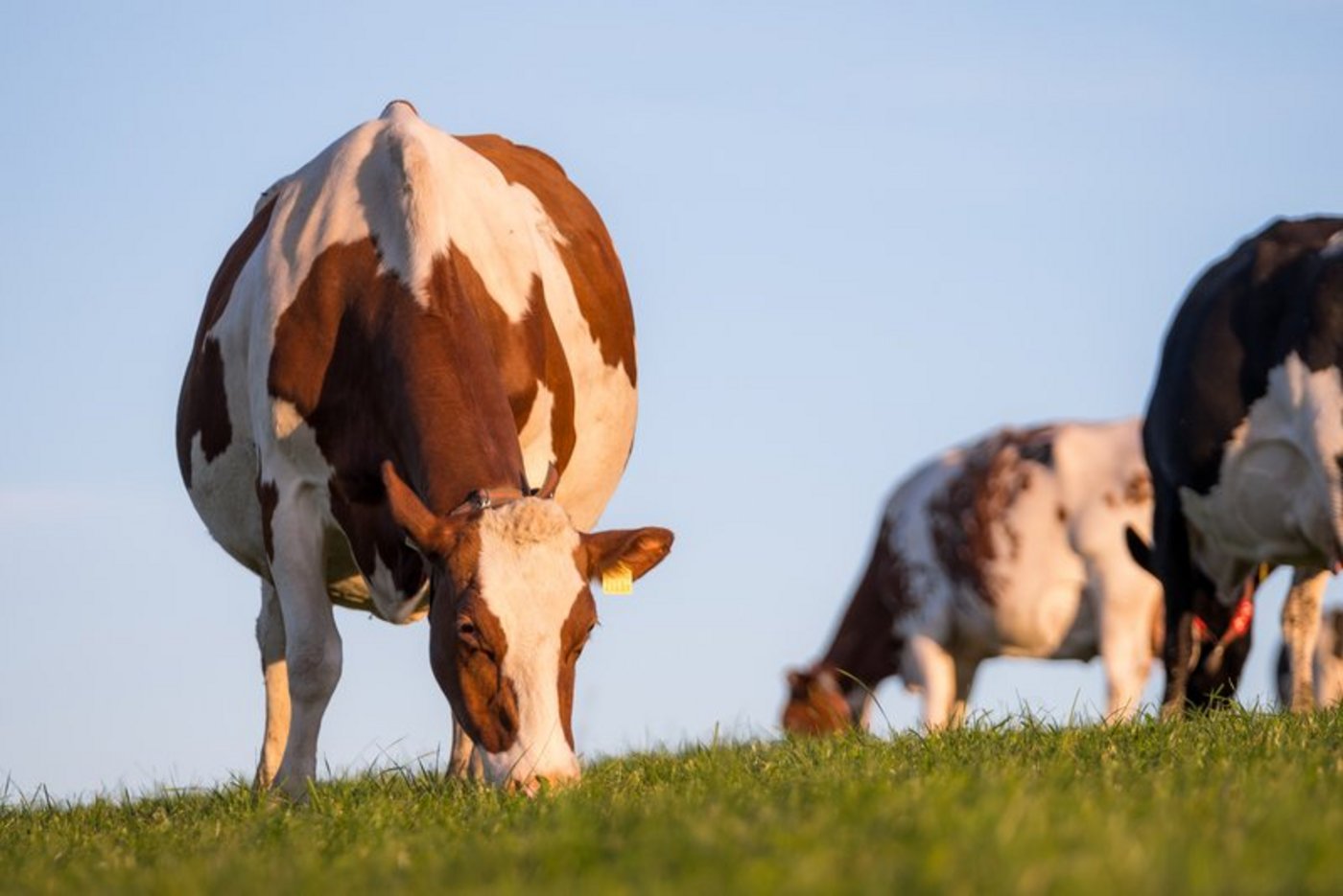 Weidegang senkt die Ammoniak-Emissionen, was den Effekt von Laufställen teilweise kompensieren könne. (Bild BauZ)