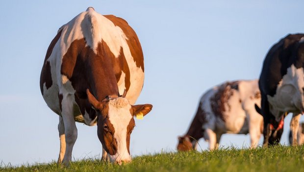 HAFL-Studie: Flächendeckend BTS und RAUS würde Ammoniak-Emissionen nur wenig steigern Weidegang senkt die Ammoniak-Emissionen, was den Effekt von Laufställen teilweise kompensieren könne. (Bild BauZ)