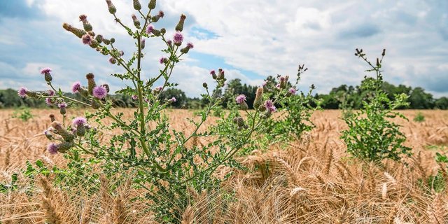 Die Acker-Kratzdistel findet sich in allen Ackerkulturen. Dort überdauert sie unter Umständen auch Kunstwiesenperioden. Zur Eindämmung sollte die Distel während der Blüte geköpft werden, um die Versamung zu verhindern. 