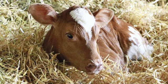 Junge Kälber brauchen ein konsequent zugluftfreies Stallklima sowie eine trockene, isolierende Einstreu.