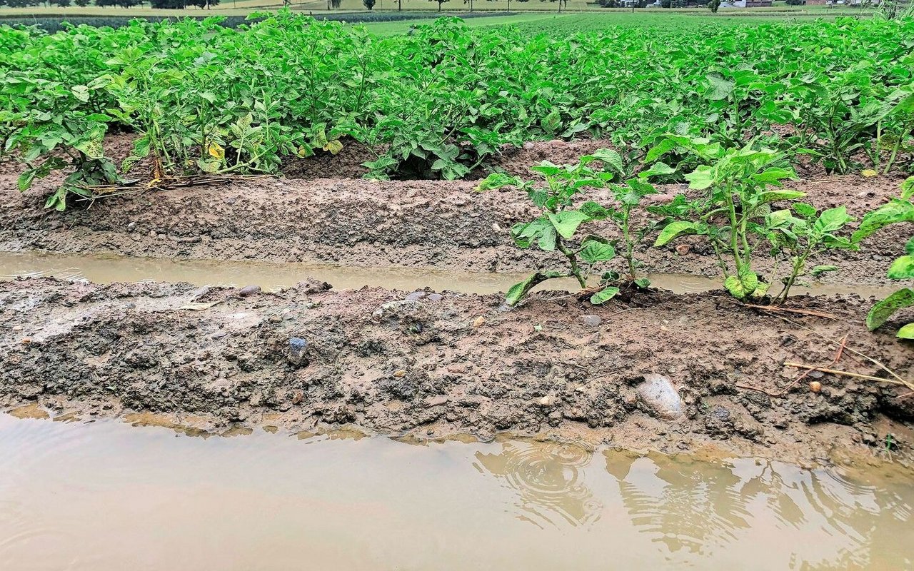 Wasser bis fast zur Dammkrone: Sobald es wieder wärmer wird, steigt die Feuchtigkeit aus dem Boden auf und begünstigt die Kraut- und Knollenfäule.
