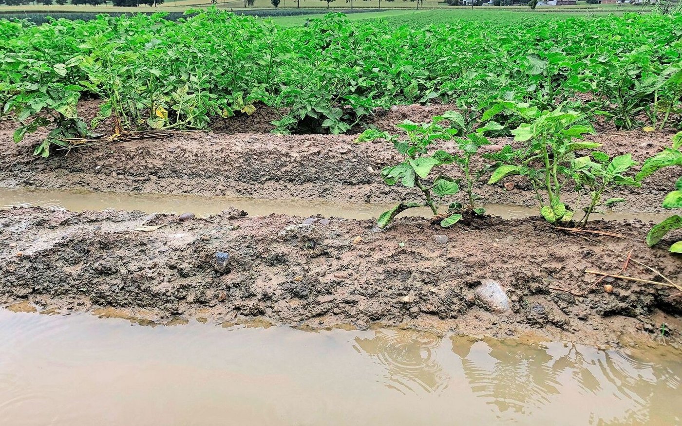 Wasser bis fast zur Dammkrone: Sobald es wieder wärmer wird, steigt die Feuchtigkeit aus dem Boden auf und begünstigt die Kraut- und Knollenfäule.
