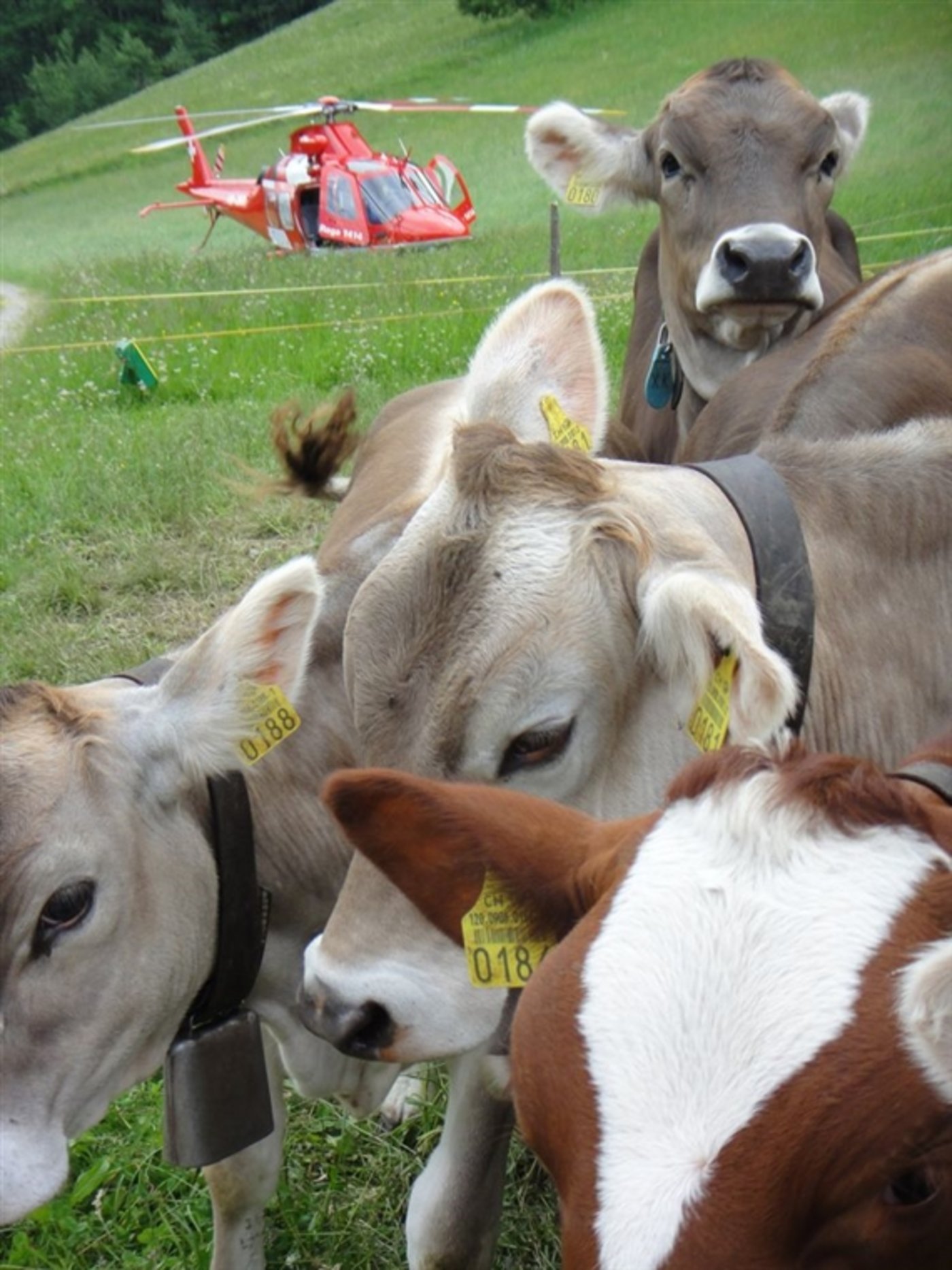 Was mancher nicht weiss: Die Rega ist auch für Bergbauern im Einsatz. (Bild Rega)