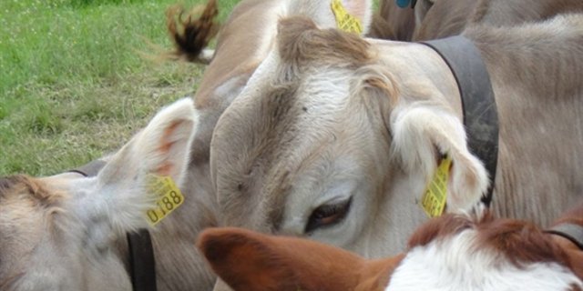 Was mancher nicht weiss: Die Rega ist auch für Bergbauern im Einsatz. (Bild Rega)