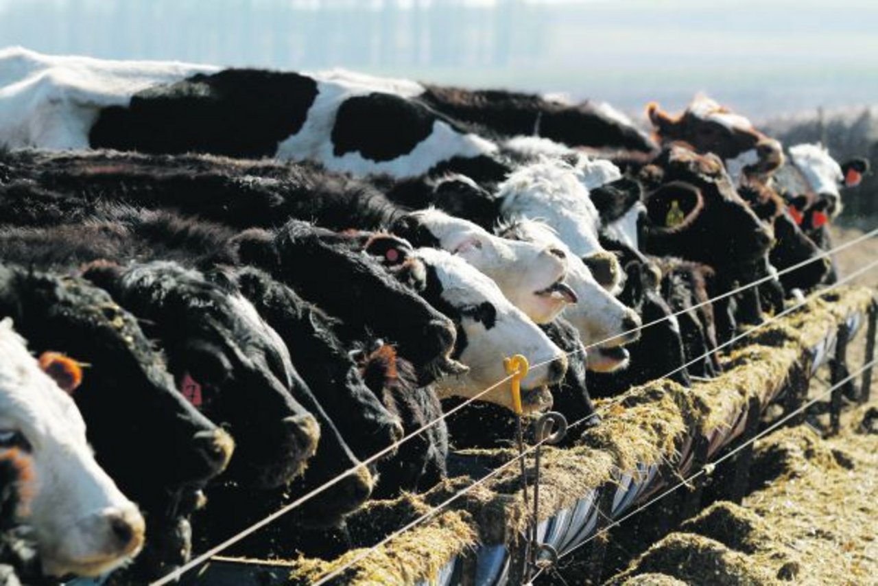 Ausmast in einem Feedlot in Argentinien: Eine der grossen Fragen zu Mercosur ist, wie stark die hiesige Fleischproduktion unter Mehrimporten aus Südamerika zu leiden hätte. (Bild David Eppenberger)
