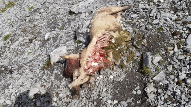 Schafe müssen die Alp Scheenenbüehlen nach Wolfsangriffen verlassen, «viele Meldungen von Luchsrissen» Die Älpler auf der Alp Scheenenbüehlen seien nach den Vorkommnissen nicht bereit, noch mehr Tiere zu verlieren. (Bild zVg / VSWN)