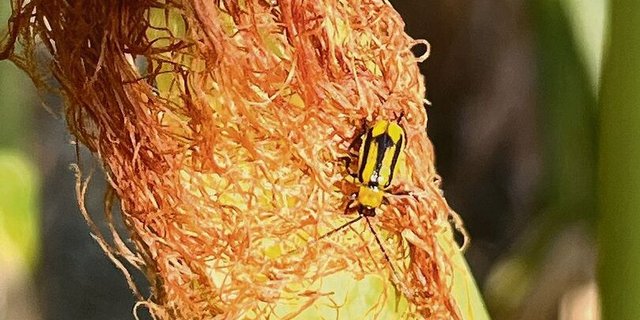 Ein Maiswurzelbohrer auf den Narbenfäden: Jeden Befall muss der Landwirt dem Pflanzenschutzdienst melden.