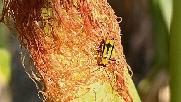 Ein Maiswurzelbohrer auf den Narbenfäden: Jeden Befall muss der Landwirt dem Pflanzenschutzdienst melden.