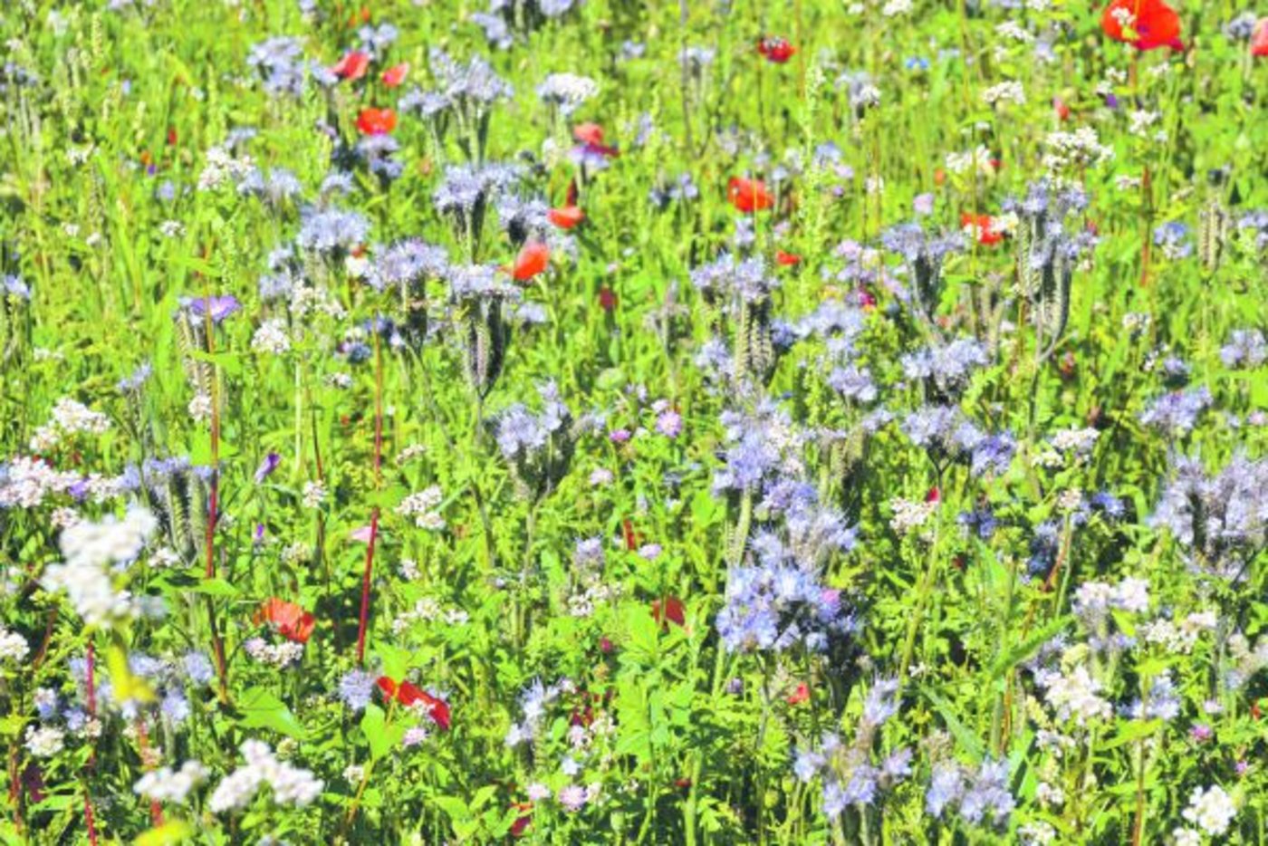 Sowohl bei den Bienen, Hummeln und anderen Nützlingen als auch bei der Bevölkerung und dem Bauern kommen Blühstreifen gut an. (Bild Jasmine Baumann)