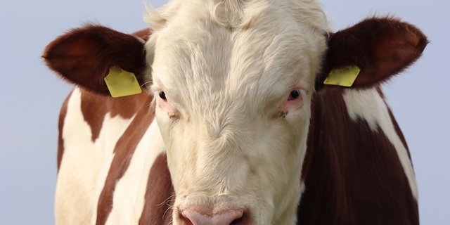 Der Bauer versuchte einen Jungstier dazu zu bringen, ihn zu besteigen. (Bild Symbolbild)