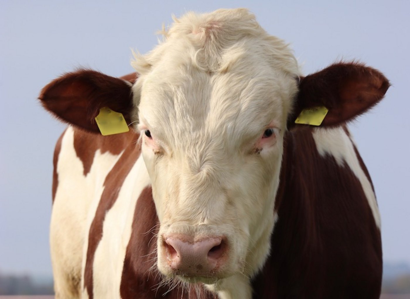 Der Bauer versuchte einen Jungstier dazu zu bringen, ihn zu besteigen. (Bild Symbolbild)