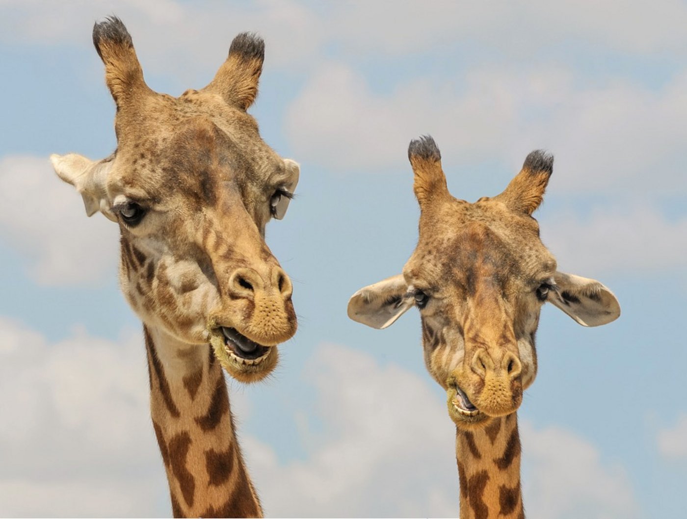 Giraffen haben immer weniger Lebensraum. (Bild Pixabay)