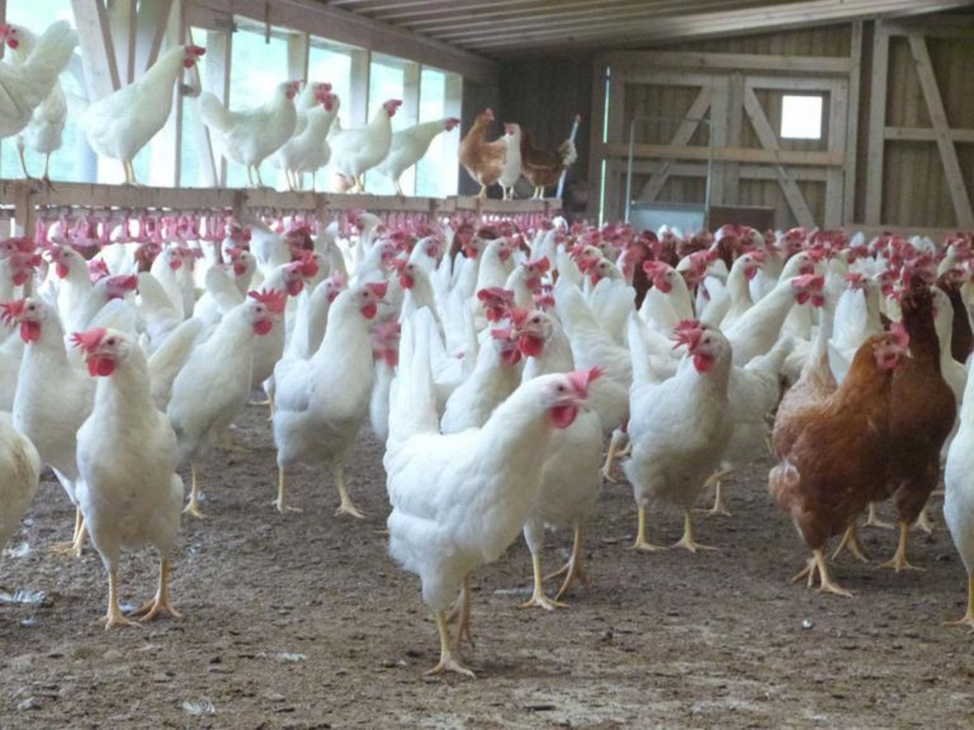 Bei den Höchstbeständen wollen sich die Initianten an den Bio-Suisse-Richtlinien orientieren. (Bild lid)