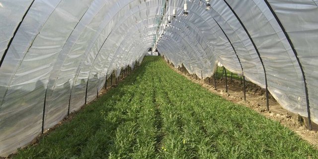 Rucola gedeiht in der Schweiz ganzjährig im Gewächshaus. (Bild lid)