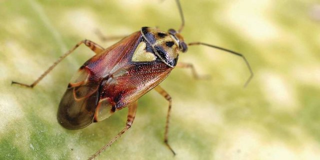 Lygus pratensis, die gemeine Wiesenwanze, könnte in Zukunft dank dem Klimawandel zu einem wichtigen Schädling im Gemüsebau werden. (Bild Croplife.com)