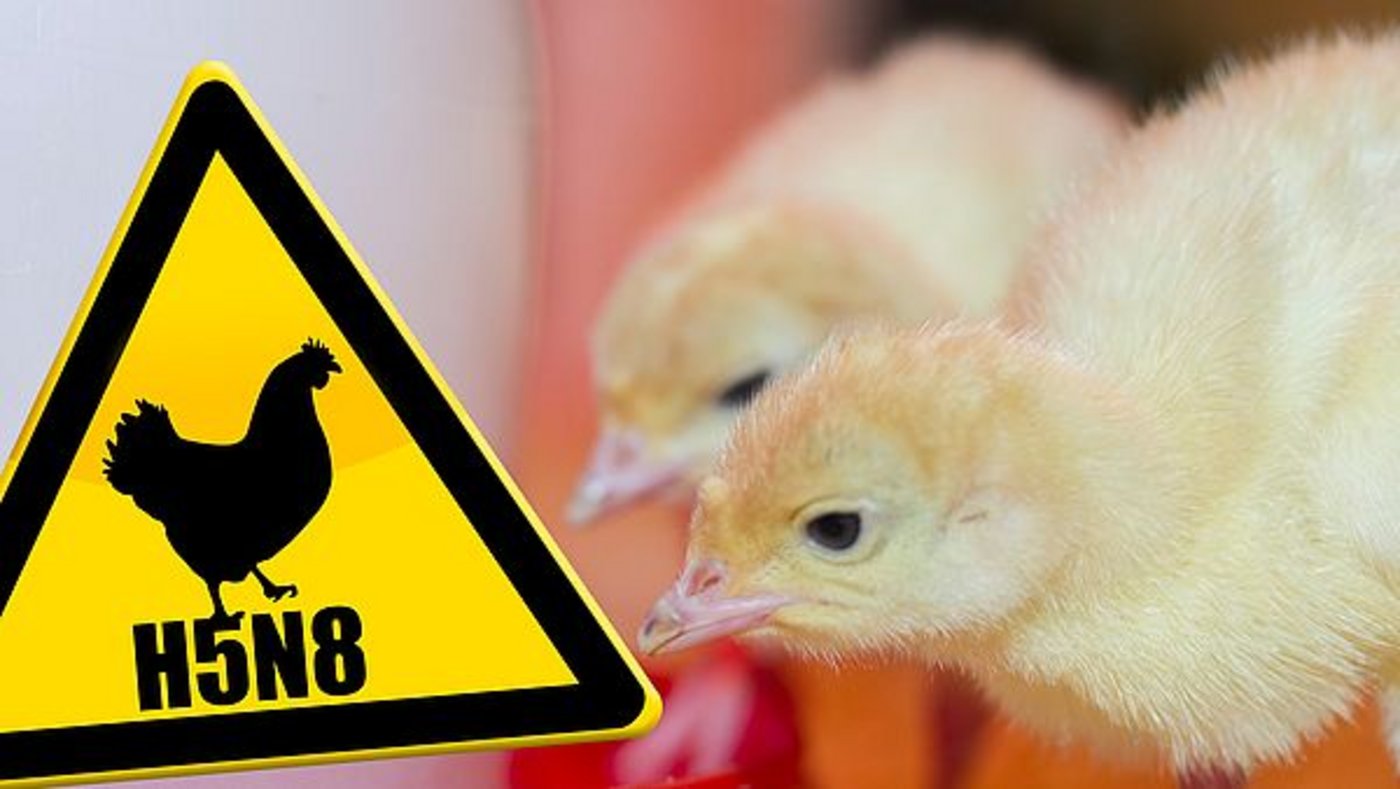 Obwohl die Geflügelpest in den letzten Wochen in ganz unterschiedlichen Landesteilen aufgetreten ist, konzentrierte sich das Seuchengeschehen in Grosspolen. (Bild agrar-press)