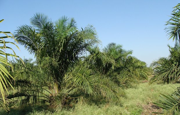 Zollreduktionen soll es nur für nachhaltiges Palmöl geben, entscheidet der Bundesrat. (Bild Pixabay)