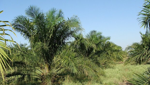Zollreduktionen soll es nur für nachhaltiges Palmöl geben, entscheidet der Bundesrat. (Bild Pixabay)