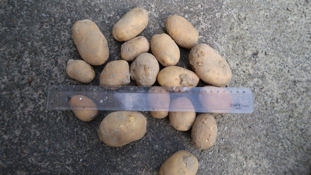 Die Kartoffel-Kaliber werden bei weitem nicht erreicht Enttäuschende Probegrabungen: Die Kaliber werden nicht erreicht. So auch nicht bei der Sorte Markies. (Bild Jonathan Heyer)
