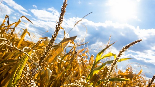 Klima-Allianz nimmt Landwirtschaft in die Pflicht, wenn es um den Klimawandel geht. (Bild pixabay)