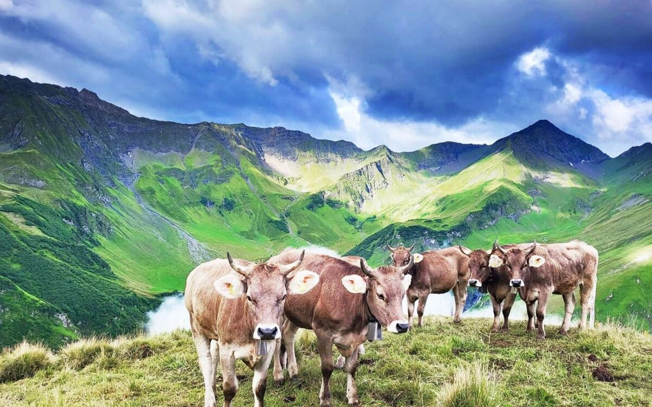 Nur Tiere mit einem guten Sehvermögen eignen sich für die Alpung. 