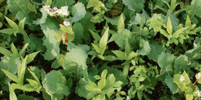 Nicht Unkraut bahnt sich zwischen dem Raps hervor. Sondern eine Untersaat, welche viele Vorteile einbringen kann. (Bild Daniel Item)